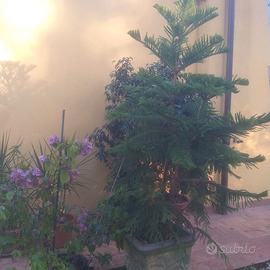 Pianta di areucaria o pino di norfolk