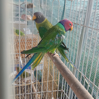 Parrocchetto testa di prugna maschio