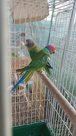 Parrocchetto testa di prugna maschio