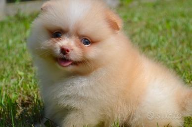 Spitz di Pomerania femmina