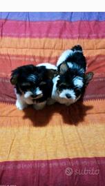 Cuccioli yorkshire biewer