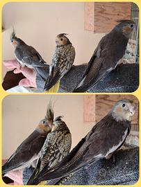 Calopsite allevate a mano