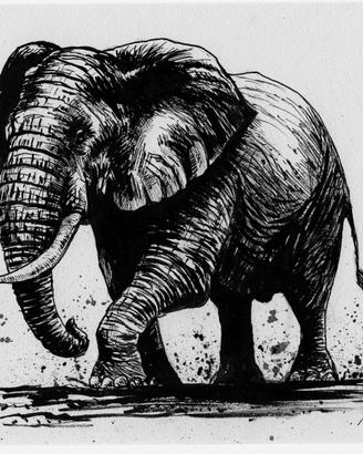 disegno a china elefante 