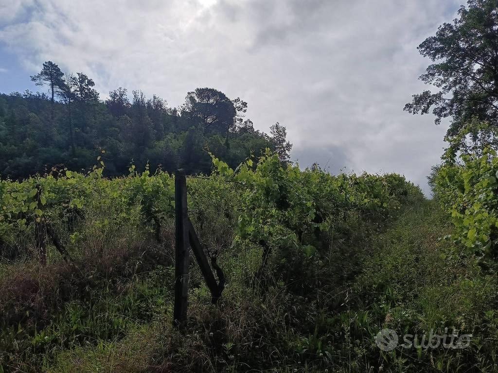 Rustico / Casale di 575 m² con più di 5 locali e b - Vista 2