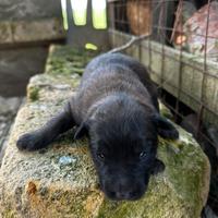 Pastore belga malinois