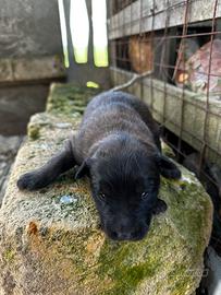 Pastore belga malinois