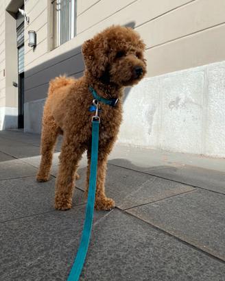 Barboncino nano 5,5 kg per accoppiamento