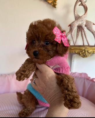 Piccoli barboncini toy