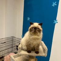Gatti persiani ed esotici
