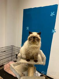 Gatti persiani ed esotici