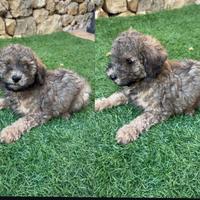 Barboncino Toy maschietto