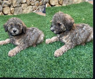 Barboncino Toy maschietto