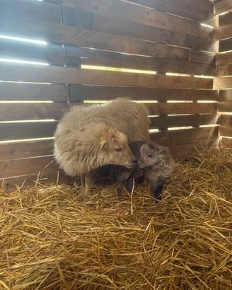 Agnellini di pecora nana ouessant