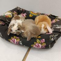 Conigli nani ariete mini lop