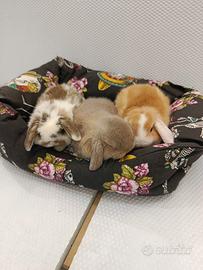 Conigli nani ariete mini lop