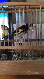 Cardellino anno 2024