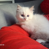 Cucciolo Ragdoll Con Pedigree