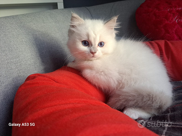 Cucciolo Ragdoll Con Pedigree