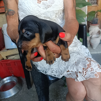 Cucciolo bassotto standard nero focato