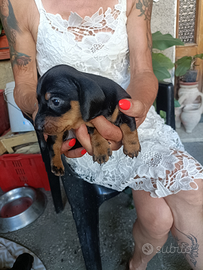 Cucciolo bassotto standard nero focato