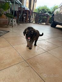 Cuccioli di media taglia