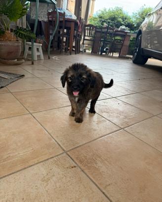 Cuccioli di media taglia