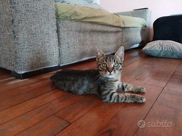 Gattini mix certosino