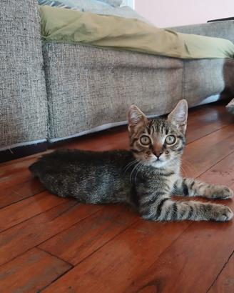 Gattini mix certosino