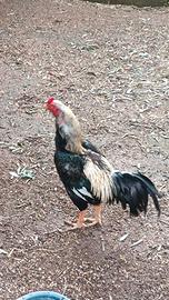 Gallo shamo