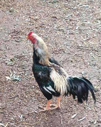 Gallo shamo