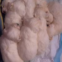 Maltese