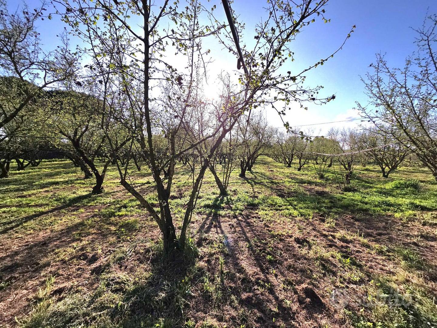 Terreno Agricolo - Ronciglione - Altro