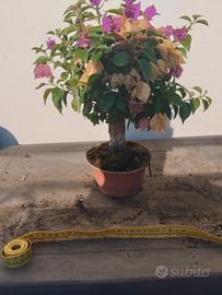 Bonsai di Bouganvillae da 30cm