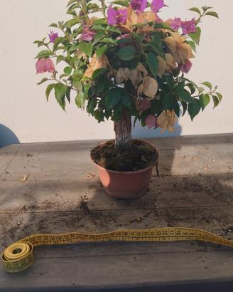 Bonsai di Bouganvillae da 30cm