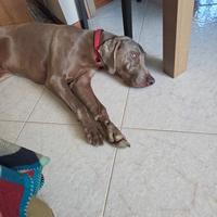 Weimaraner maschio con pedigree disponibile x mont