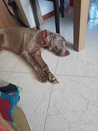 Weimaraner maschio con pedigree disponibile x mont