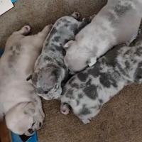 Bulldog francese merle