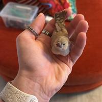 Femmina di diamantino