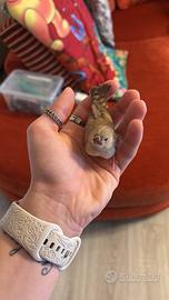 Femmina di diamantino