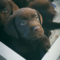 Cuccioli di labrador chocolaté