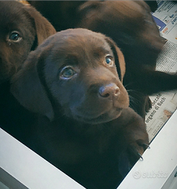 Cuccioli di labrador chocolaté