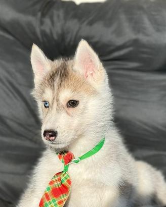 Husky