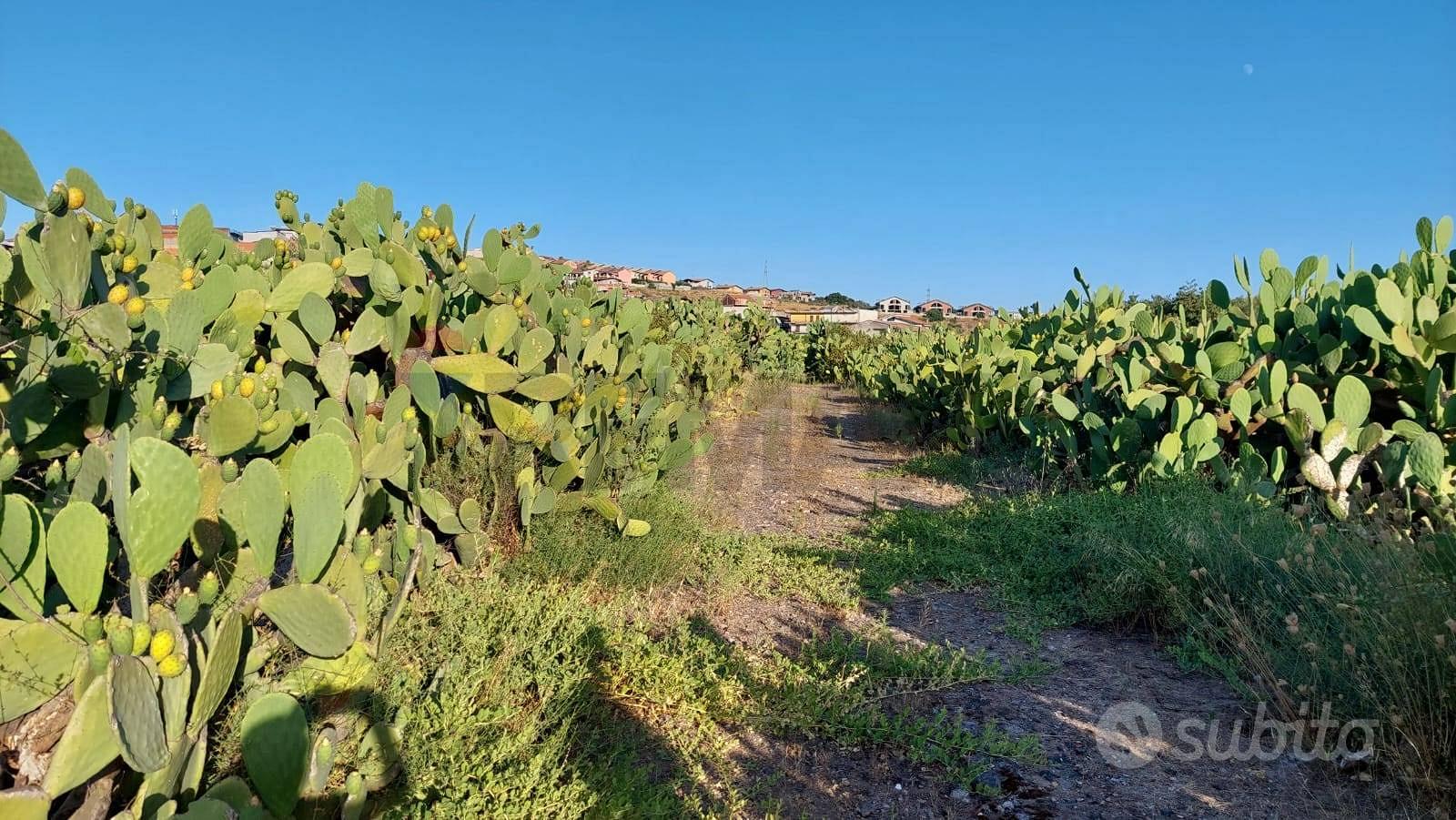 Terreno - Paternò - Vista 6