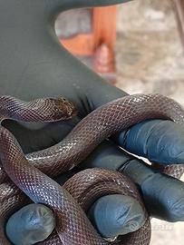 Serpente Boaedon olivaceus