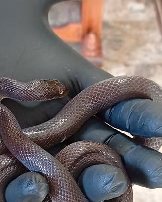 Serpente Boaedon olivaceus