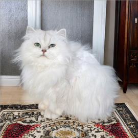 Cucciola british longhair con pedigree