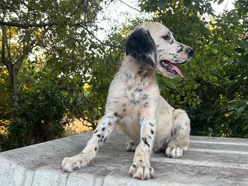 Setter int
