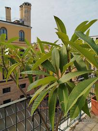 Plumeria pianta