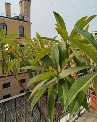 Plumeria pianta