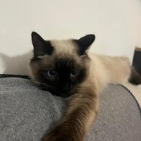 Gatto siamese 9 mesi